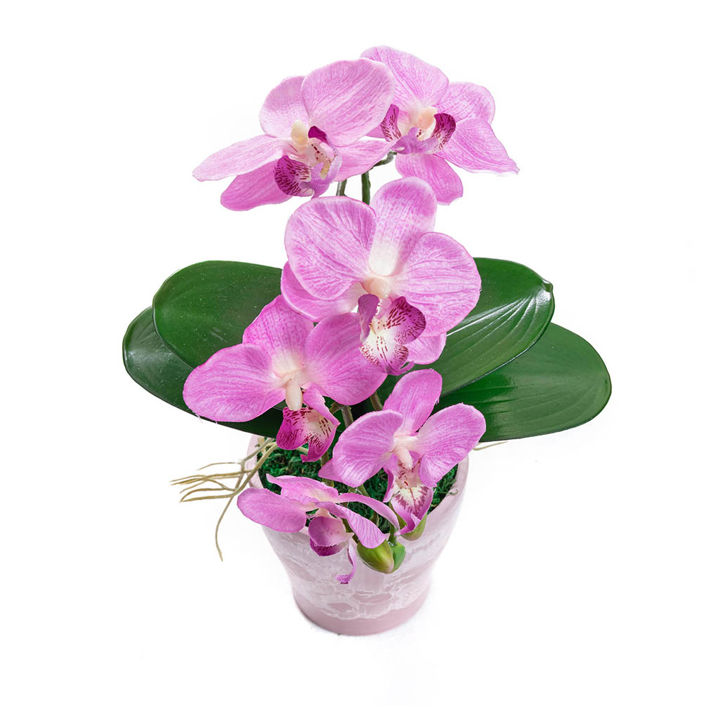 フレッシュピンク