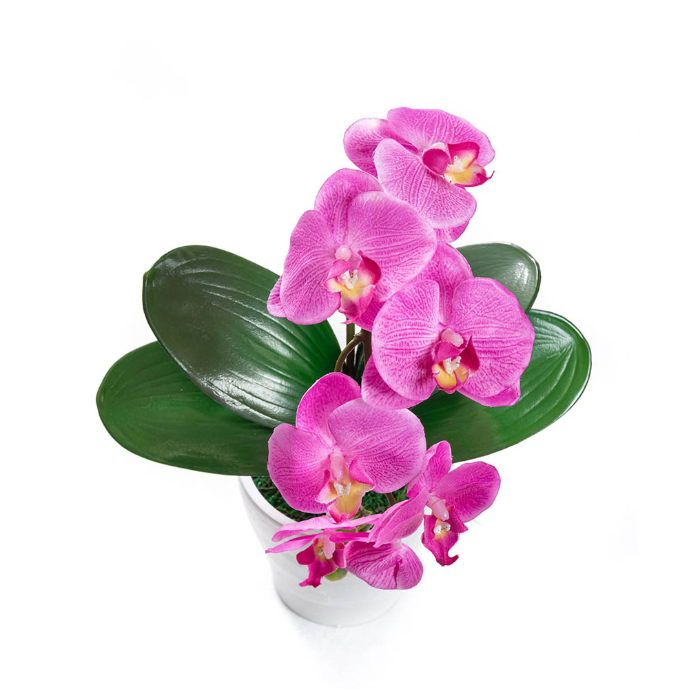 ダークラベンダー