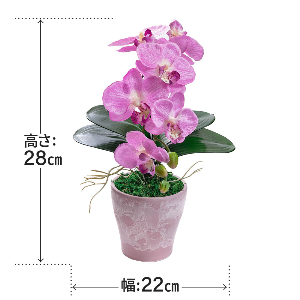 フレッシュピンク