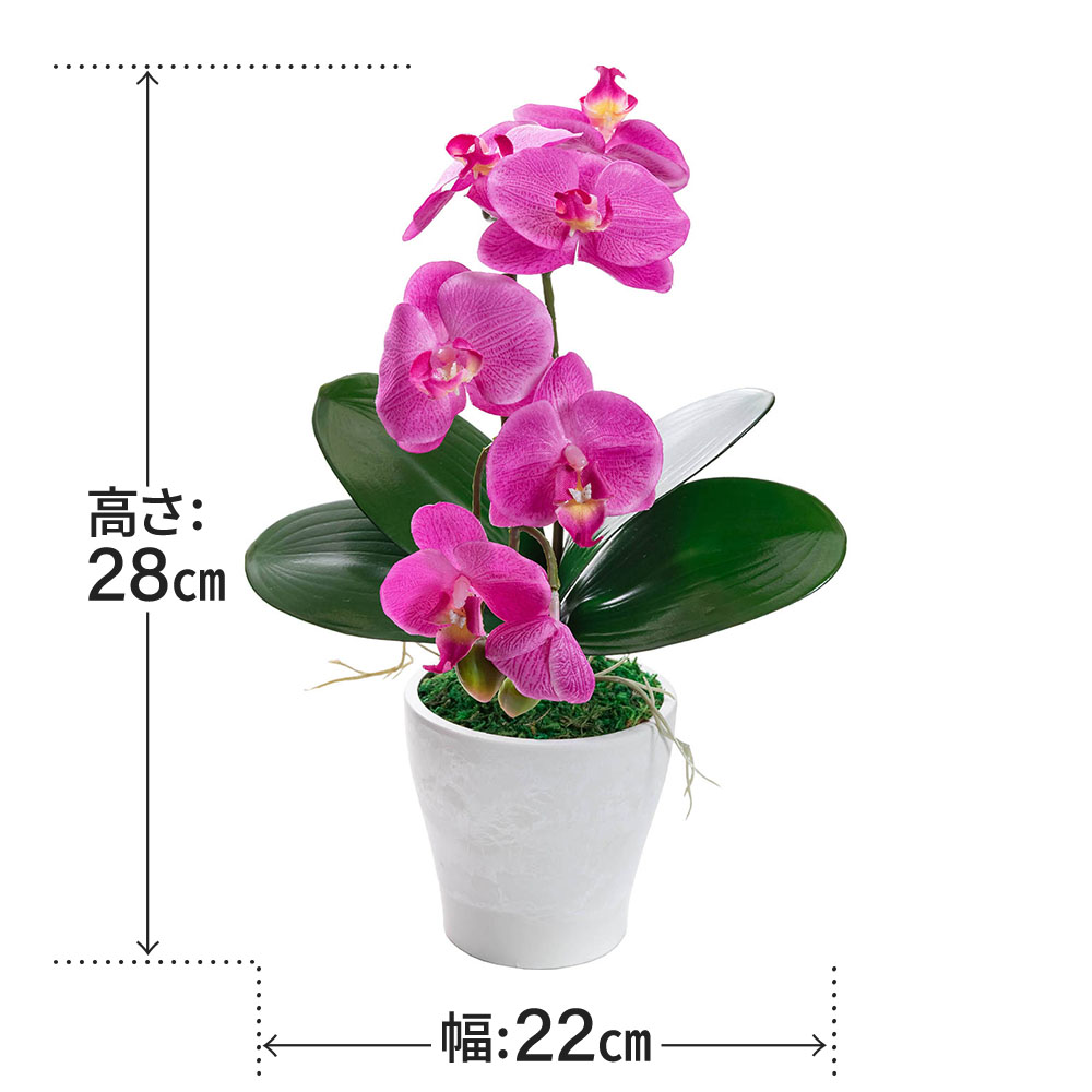 ダークラベンダー