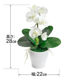 【母の日】 アーティフィシャルフラワー 胡蝶蘭カラーズ ホワイト