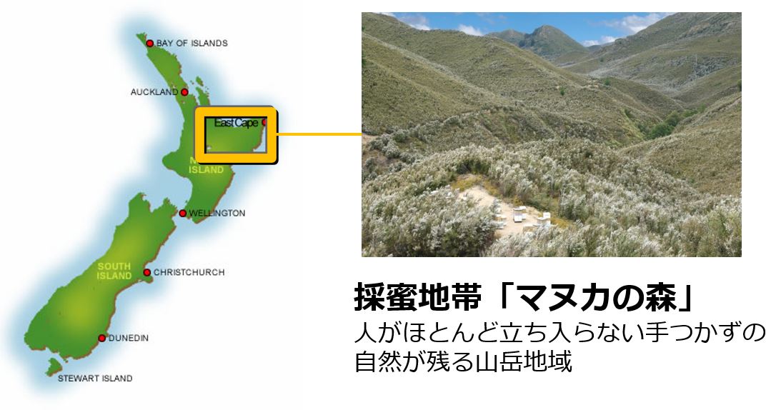 マヌカハニーとは~スプーン1杯の健康法~