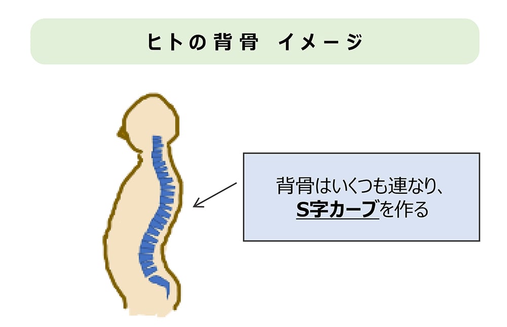 ヒトの背骨イメージ