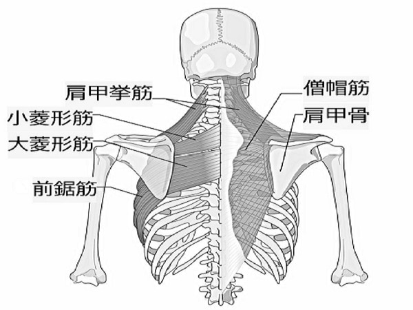 背中の筋肉