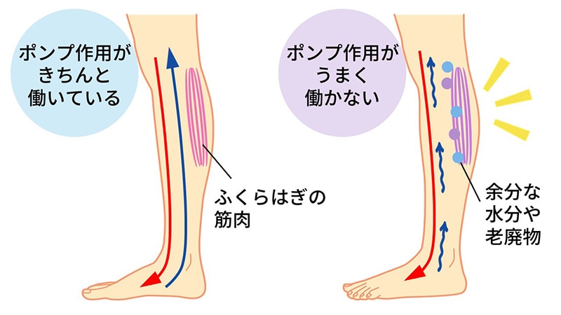 むくむ仕組み