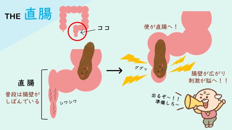 直腸