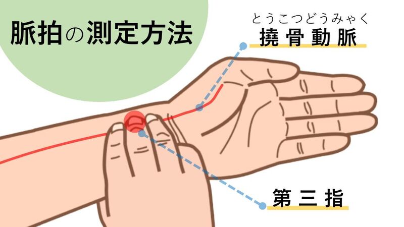 脈拍の測り方