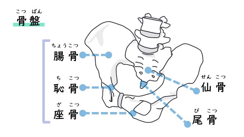 腰痛 骨盤