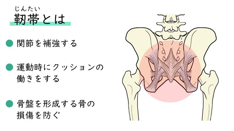 骨盤　靭帯